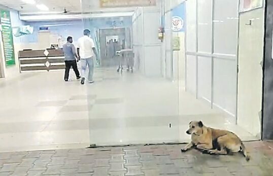 Pet Dog: యజమాని మృతి చెందినా 3నెలలుగా ఆసుపత్రిలోనే
