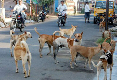 Dogs Attack: మరో దారుణం.. వీధి కుక్కల దాడిలో 8ఏళ్ల బాలుడి మృతి