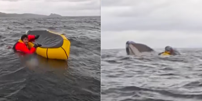 Whale: యువకుడ్ని నోట కరచి.. ఆపై వదిలేసి.. తిమింగలం వీడియో వైరల్