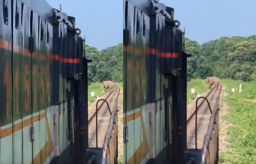 Train Driver’s Alertness Saves An Elephant’s Life