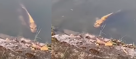 Watch: Fish With ‘human-like Face’