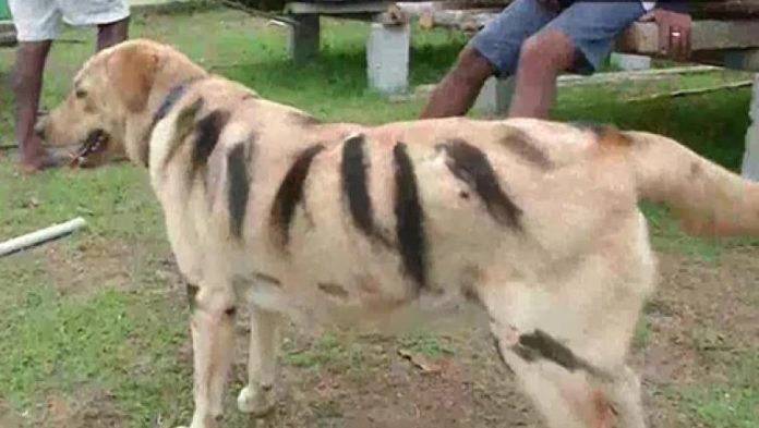 Karnataka Farmers Started Making Dogs Resemble Tigers; Here’s Why