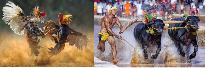 cockjalli Cock Fights Vs Jallikattu – Pongal Celebrations On Full Swing