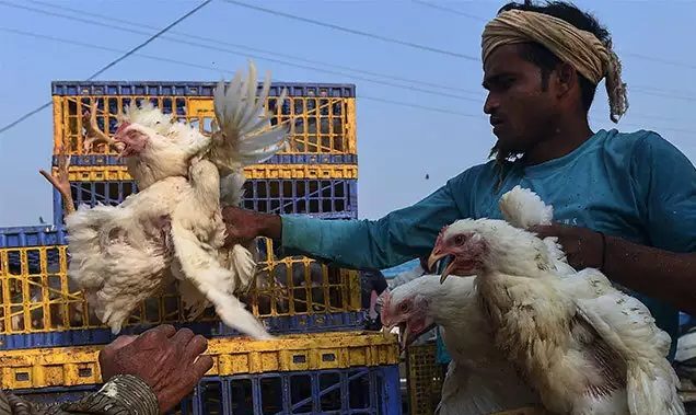 Poultry Owner Is Giving ‘bumper Offer’ Over Coronavirus