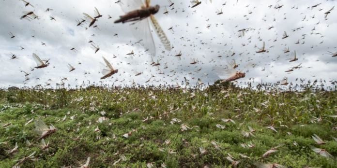 No Much Threat To Telangana From Swarms Of Locusts Now!