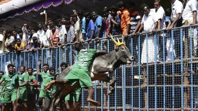 Tn Government Gives A Nod For Jallikattu With Covid-19 Guidelines