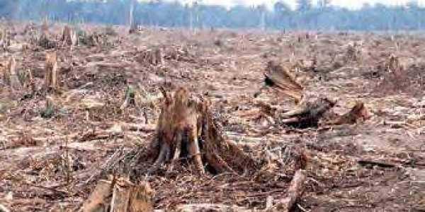 Real Estate Firm In Hyderabad Fined Rs 20 Lakh For Cutting Down Trees
