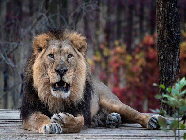 Eight Asiatic Lions Test Positive For Covid-19 At Hyderabad’s Zoo Park