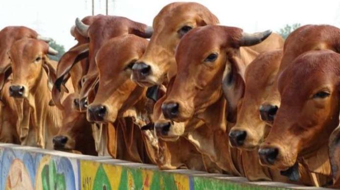 Chhattisgarh Police Registers Case After 800 Kg Cow Dung Stolen