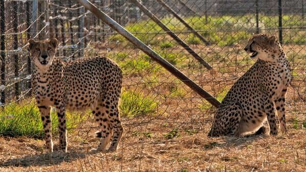 Cheetahs Set Their Paws In India After 74 Years